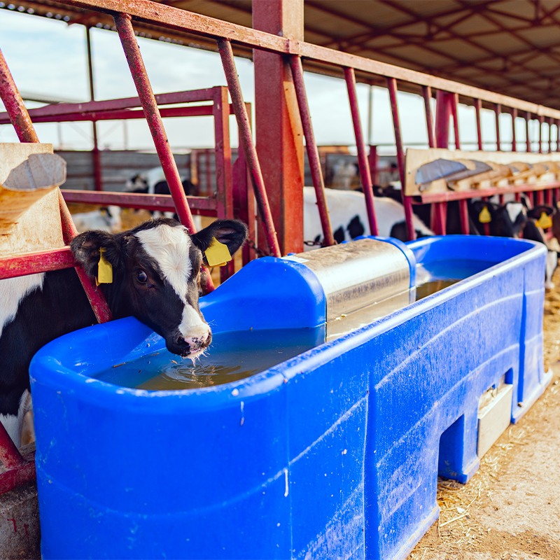 Wie verbessern Deye-Solarwasserpumpen und -regler die Effizienz der Tierproduktion?